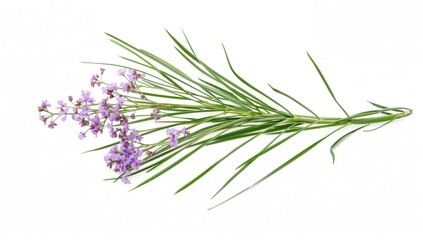 Fototapeta premium Chives flower and Chinese Chive on a white background, showcasing vibrant colors and agricultural freshness