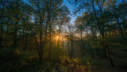 Obraz premium Beautiful forest during dawn, showcasing seasonal change