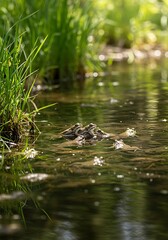 Small frog camouflaged in a tranquil pond with lush green grass on the banks.