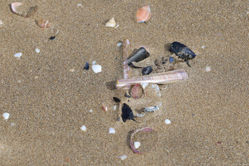 Shells on a sandy beach on the ocean