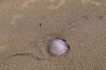  Jellyfish on a sandy beach sea shore