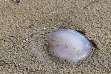  Jellyfish on a sandy beach sea shore