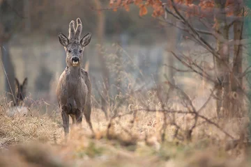Rolgordijnen Ree a roe deer standing in a clearing  © Pawe