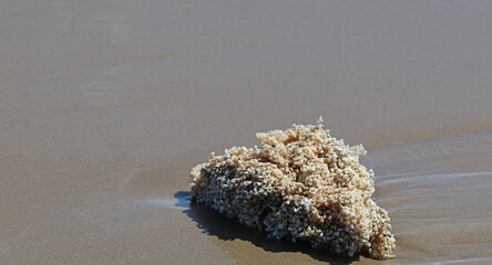 Coral washed up on a beach in southern France