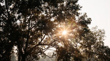 Obraz premium Sunlight Glimmering Through Leaves of Trees in a Serene Natural Landscape on a Clear Day with Soft Light and Beautiful Warm Tones