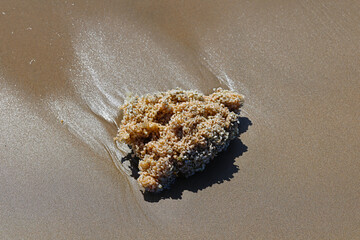 Coral washed up on a beach in southern France