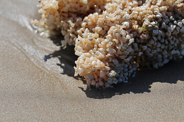 Coral washed up on a beach in southern France