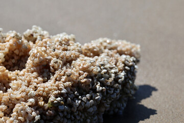Coral washed up on a beach in southern France