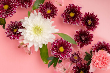 Deep red, variegated dahlia, white, chrysanthemum, and pink carnation flowers on a pink background.