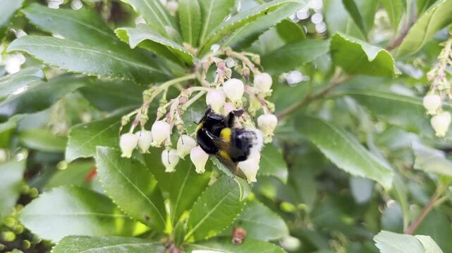 A bumblebee feeds clumsily on the delicate bell-shaped flowers of a Strawberry Tree. The bee hangs onto the blossom, capturing a moment of busy, yet awkward, pollination in the natural environment.