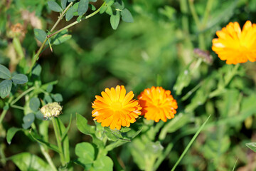 Marigold plant Calendula flower with orange blossoms