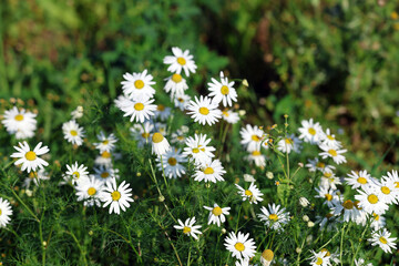 Daisies Chamomile Flower Plant with White Flowers