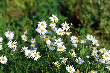 Daisies Chamomile Flower Plant with White Flowers