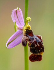 Close-up macro of a colorful bee orchid flower in full bloom, soft-focus background