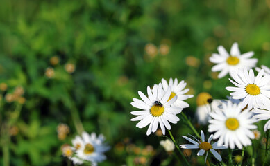Fototapeta premium Daisies Chamomile Flower Plant with White Flowers