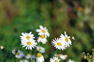 Daisies Chamomile Flower Plant with White Flowers