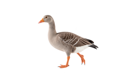 Graceful goose walking elegantly with sleek body and distinctive orange beak, showcasing its beautiful feathers and vibrant colors
