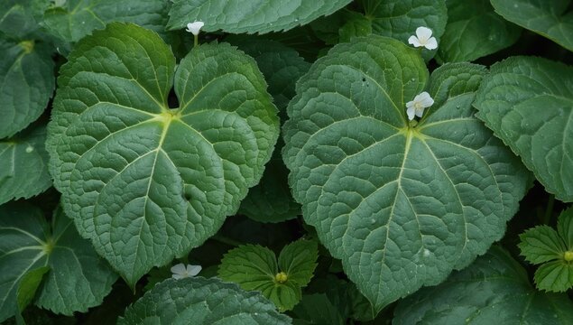 Dark green leafy herb with heart-shaped leaves and white flowers arranged opposite the foliage tips