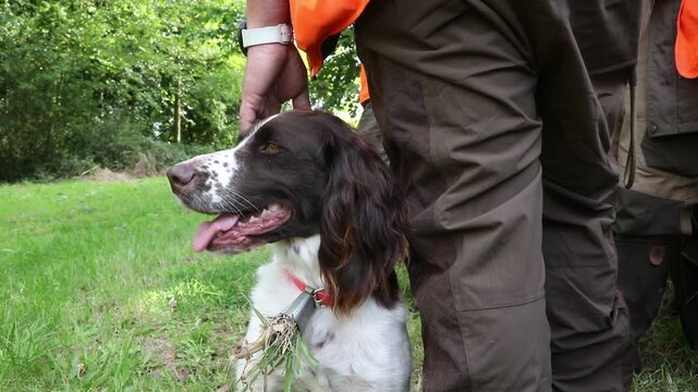 Munsterlander avant la chasse