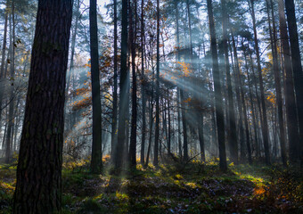 Jesienny poranek w lesie w promieniach słońca, tapeta, dekoracja. © mycatherina