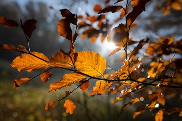 Jesienne liście w promieniach porannego słońca, tapeta, dekoracja. © mycatherina