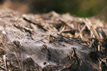 Hay and straw covered with spiderwebs and dew in sunlight