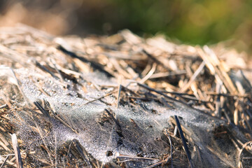 Hay and straw covered with spiderwebs and dew in sunlight