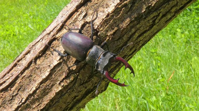 Large black insect stag beetle (Lucanus cervus) with large mandible in natural environment close-up on tree