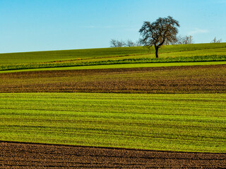 Einzelner Baum im Herbst