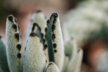 Nahaufnahme von Kakteen und Sukkulenten