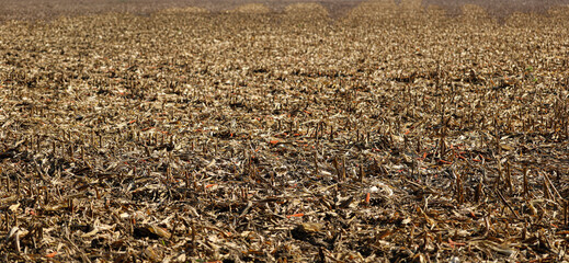 Harvested cornfield in autumn agriculture