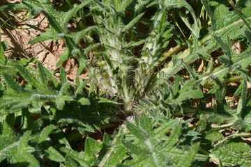 Thistle (Cirsium) forms a basal rosette of spiny yet softly hairy leaves. The leaves have serrated edges and a silvery-green hue, giving the plant a fluffy appearance.
