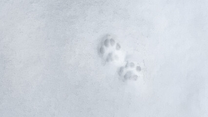 Obraz premium Interesting abstract white background with footprints of a cat or dog paws on the snow.