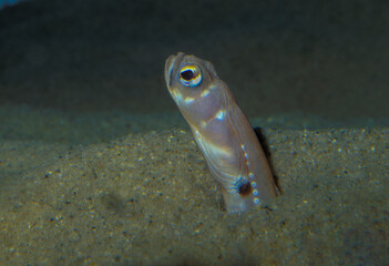 A Garden Eel underwater emerging from the sandy bottom