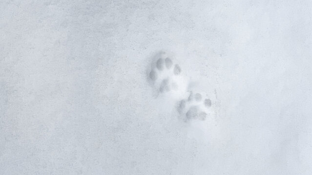 Interesting abstract white background with footprints of a cat or dog paws on the snow.