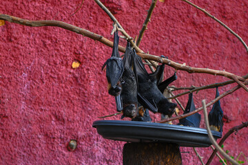 Flying fox bats with a red wall in the background at the zoo