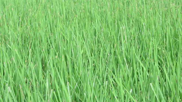 Bacterial leaf blight disease in rice plant. A common and serious rice disease, Bacterial Leaf Blight, is caused by the bacterium Xanthomonas oryzae pv. oryzae.
