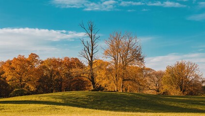 Naklejka premium Changing foliage on trees in early autumn, seasonal change