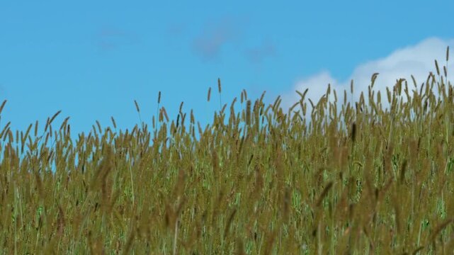 Yellow and bluish foxtail grass (Setaria pumila) , blending with the blue sky and soft clouds on the horizon. The scene is slightly out of focus, giving it a dreamy, almost cartoon-like appearance.