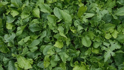 Lush green bok choy leaves flourishing in an organic garden, promoting healthy eating, Earth Day