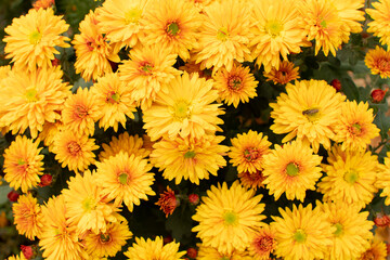 Top view of a yellow chrysanthemums