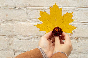 Hands of a woman holding marigold and yellow maple leaf against white brick wall