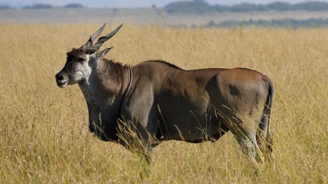 Large eland antelope with curved horns stands in golden dry grassland of Maasai Mara National Reserve Kenya.