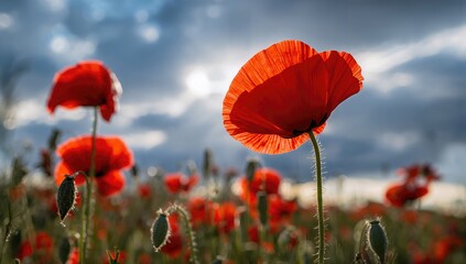 Fototapeta premium A red poppy contrasted against a blue or gray sky, seasonal change