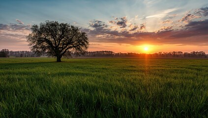 Fototapeta premium Springtime countryside with a solitary tree in a green field, showcasing seasonal change