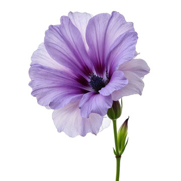 Fototapeta Delicate lisianthus eustoma flower with ruffled lavender purple petal showing its elegant beauty