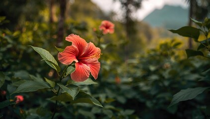 Fototapeta premium Tropical hibiscus flowers, vibrant colors in a natural setting, seasonal change