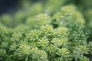 Nahaufnahme von Kakteen und Sukkulenten