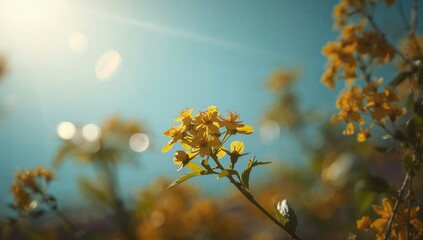 Obraz premium Kerria japonica flowers blooming under a blue sky, seasonal change