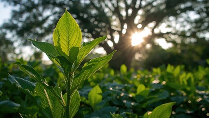 Naklejka premium Lush green plant with large leaves under bright sunlight, enhancing natural beauty, Earth Day